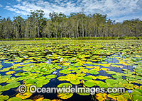 Urunga wetlands Photo - Gary Bell