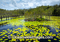 Urunga wetlands Photo - Gary Bell