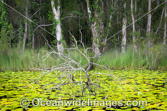 Urunga wetlands photo
