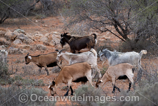 Feral Goats Broken Hill photo