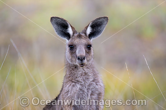 Eastern Kangaroo photo