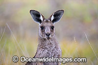 Eastern Kangaroo Photo - Gary Bell