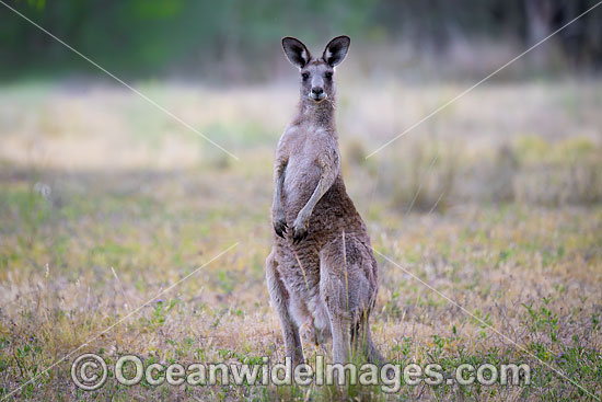 Eastern Kangaroo photo