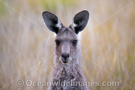 Eastern Kangaroo photo Eastern Kangaroo photo