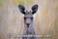 Eastern Kangaroo Photo - Gary Bell