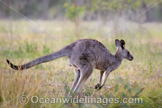 Eastern Kangaroo photo Eastern Kangaroo photo