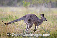 Eastern Kangaroo Photo - Gary Bell