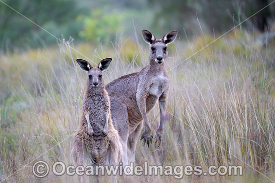 Eastern Kangaroo photo