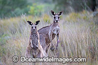 Eastern Kangaroo Photo - Gary Bell