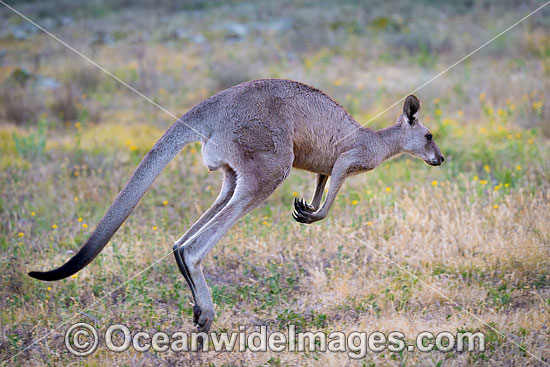 Eastern Kangaroo photo
