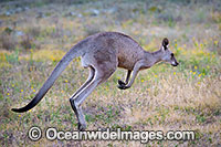 Eastern Kangaroo Photo - Gary Bell