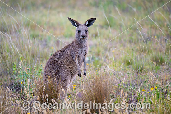 Eastern Kangaroo photo