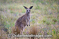 Eastern Kangaroo Photo - Gary Bell