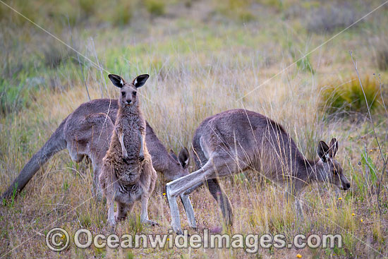 Eastern Kangaroo photo Eastern Kangaroo photo