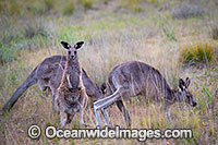 Eastern Kangaroo Photo - Gary Bell