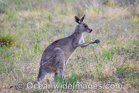 Eastern Kangaroo photo