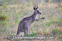 Eastern Kangaroo Photo - Gary Bell