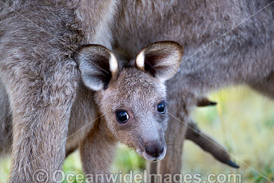 Eastern Kangaroo joey photo