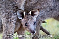 Eastern Kangaroo joey Photo - Gary Bell