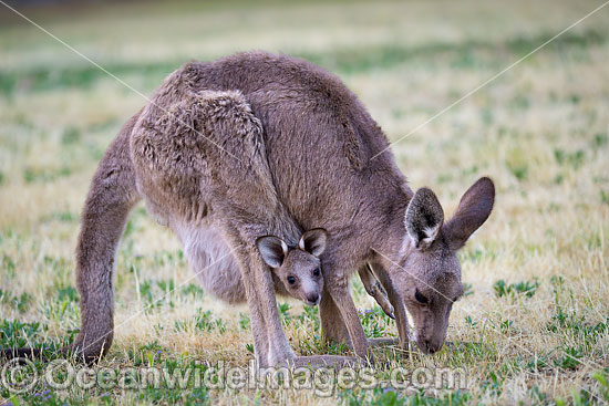 Eastern Kangaroo joey photo
