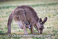 Eastern Kangaroo joey Photo - Gary Bell