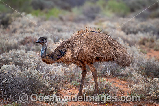 Emu Outback Australia photo