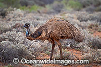 Emu Outback Australia Photo - Gary Bell