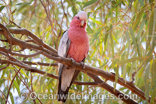 Galah Australia photo