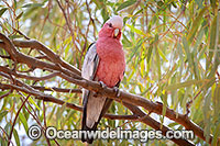 Galah Australia Photo - Gary Bell