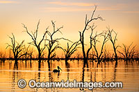 Menindee Sunset Photo - Gary Bell