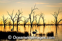 Menindee Sunset Photo - Gary Bell