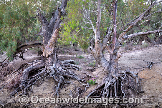 River Red Gums photo River Red Gums photo