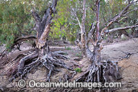 River Red Gums Photo - Gary Bell