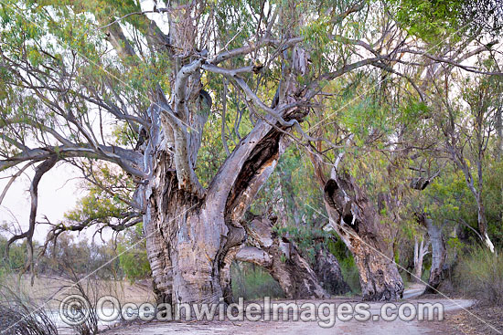 River Red Gums photo River Red Gums photo