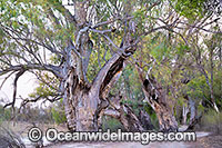 River Red Gums Photo - Gary Bell