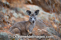 Common Wallaroo Photo - Gary Bell