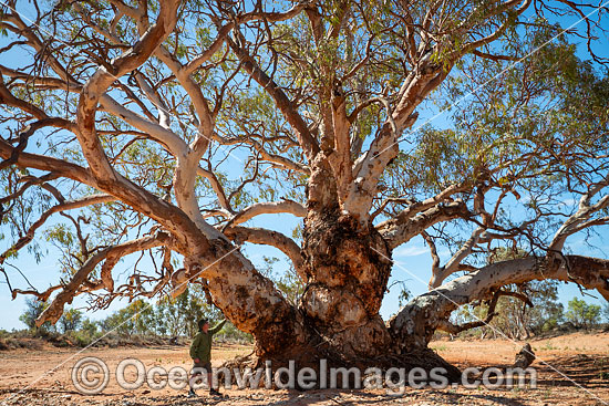 Giant Silverton River Red Gum photo Giant Silverton River Red Gum photo