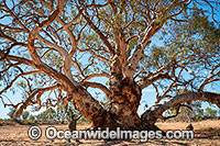 Giant Silverton River Red Gum Photo - Gary Bell
