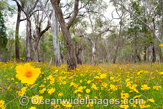 Lance-leaved coreopsis photo