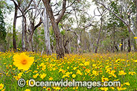 Lance-leaved coreopsis Photo - Gary Bell