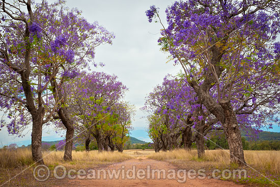Australian Outback Road photo