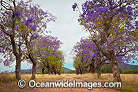 Australian Outback Road Photo - Gary Bell