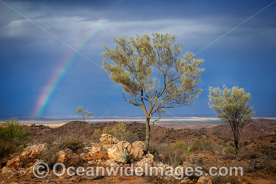 Australian Living Desert photo