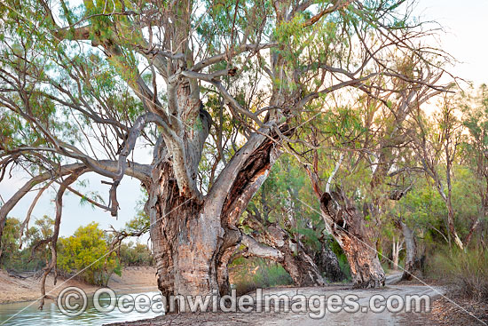 Giant Silverton River Red Gum photo Giant Silverton River Red Gum photo