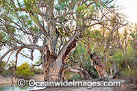 Giant Silverton River Red Gum Photo - Gary Bell