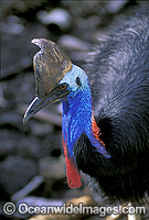 Southern Cassowary Casuarius casuarius Photo - Gary Bell