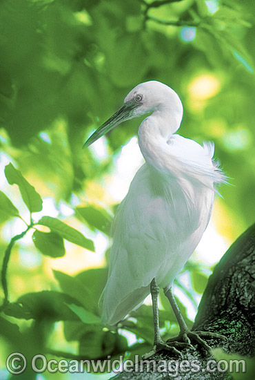 Eastern Reef Egret Egretta sacra photo Eastern Reef Egret Egretta sacra photo
