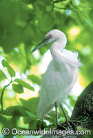 Eastern Reef Egret Egretta sacra Photo - Gary Bell