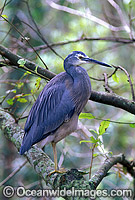 White-faced Heron Egretta novaehollandiae Photo - Gary Bell