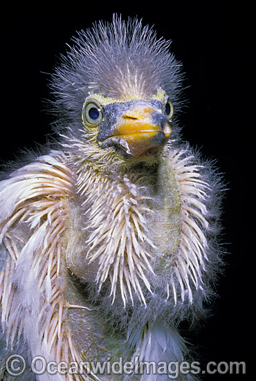 Reef Heron Egretta sacra photo Reef Heron Egretta sacra photo